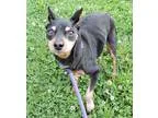 Adopt Buddy a Black - with Tan Yellow or Fawn Miniature Pinscher