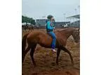 Sorrel Quarter Horse Mare For Sale