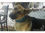 Adopt Triton a TanYellowFawn - with Black German Shepherd Dog  M