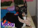Adopt Prison dog Lacey a Rat Terrier