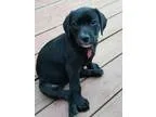 Adopt Paris a Black Labrador Retriever  Mixed dog in Duluth GA (