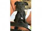 Adopt Oliver a Pug Terrier