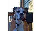 Adopt Hetty a Boxer