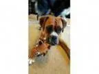 Adopt Starla a Boxer