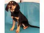 Adopt Wally a Black and Tan Coonhound