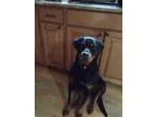 Puppy- Male
