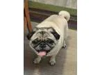 Adopt Milo a TanYellowFawn - with Black Pug  Mixed dog in Salt L