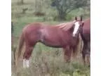 2013 AQHA Gelding