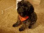 Adopt Murphy a GrayBlueSilverSal t and Pepper Schnauzer (Standar
