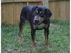 Blood Hound Laborador puppies