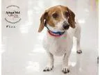 Adopt Fizz a Dachshund  Mixed dog in Kansas City MO (15687063)