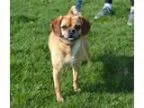 Danish Black Labardor Needs Loving Home