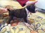 Lomasun Farm AKC Boxers
