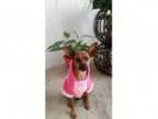 Adopt xxFoxy - COURTESY POST a Miniature Pinscher