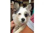 Adopt Jasmine a Tricolor (TanBrown and Black and White) Terrier 