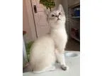 Adopt Benji a Siamese  Mixed cat in Salt Lake City UT (15797021)