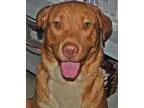 Adopt Jake a RedGoldenOrangeCh estnut - with White Labrador Retr