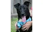 Adopt 60579 Sarge a Black - with White Shepherd (Unknown Type)  