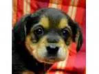 Adopt Mork a Beagle Rottweiler