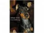 Adopt Ava a Miniature Pinscher