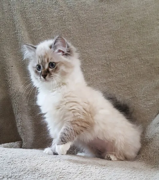 Siberian kitten Neva Masquerade