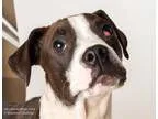 Adopt LAFFY a Pit Bull Terrier  Mixed dog in Sacramento CA (1576