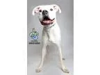 Looking for a male English Mastiff to breed with.