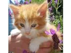 Adopt Romeo a Orange or Red Tabby American Shorthair (short coat