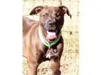 Adopt YUKON a Boxer  Mixed dog in Sacramento CA (15739067)
