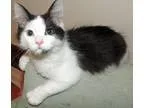 Adopt Bugsy a Black and White or Tuxedo Domestic Mediumhair (med