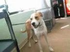 Adopt SCOTTY a Boxer