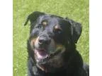 Adopt Hank a Black Rottweiler  Mixed dog in Wichita KS (15787518