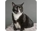 Adopt Flora a Domestic Short Hair-black and white