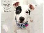 Adopt Eugenia a Pointer  Mixed dog in Kansas City MO (15670309)