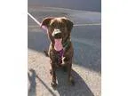 Adopt Marley a Brindle - with White Dutch Shepherd  Mixed dog in