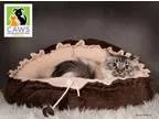 Adopt Topher a Siamese  Mixed cat in Salt Lake City UT (15786673
