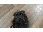 Adopt Athena a Black - with Brown Red Golden Orange or Chestnut 