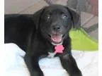 Adopt Brussels a Black - with White Labrador Retriever  Mixed do