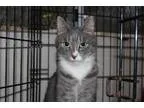 Adopt Gracie a Tabby - Grey