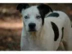Adopt Sky a Australian Shepherd Jack Russell Terrier