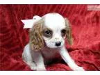 Bailey Female Cavalier [phone removed]
