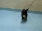 Adopt TANGO a Scottie Scottish Terrier  Mixed dog in Tulsa OK (1