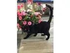 Adopt Baby - Courtesy Listing a All Black Domestic Shorthair (sh