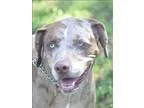 Adopt Chopper a Catahoula Leopard Dog  Mixed dog in Osage Beach 