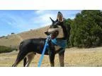 Adopt Mac a Shepherd