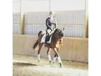 1st level dressage horse for sale