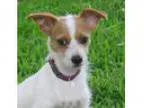 Adopt Vance a Jack Russell Terrier