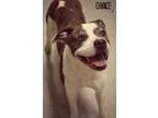 Adopt Chance a Boxer