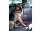 Lost German Shepherd quot Lab mix