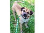 Adopt Flower a Pug Boxer